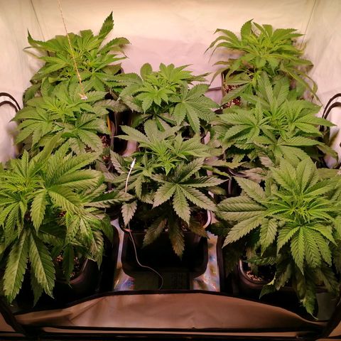 Mandarine Jam growlog photo: Rotated all plants by 180°