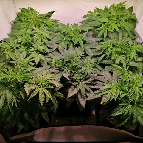 Mandarine Jam growlog timeline photo