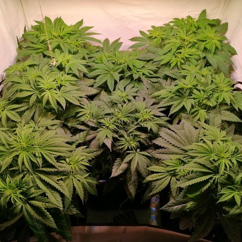 Mandarine Jam growlog timeline photo