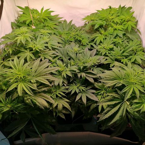 Mandarine Jam growlog timeline photo