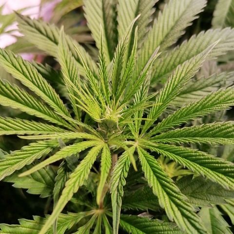 Mandarine Jam growlog timeline photo