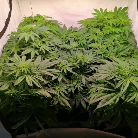 Mandarine Jam growlog timeline photo