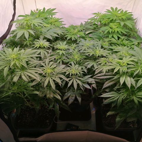 Mandarine Jam growlog timeline photo