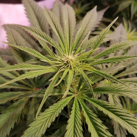 Mandarine Jam growlog timeline photo