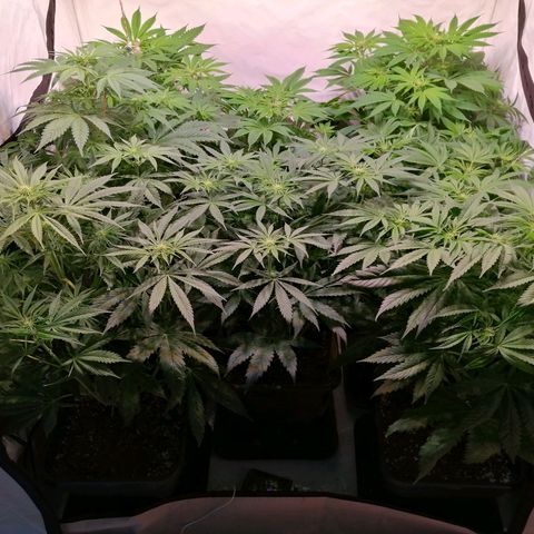 Mandarine Jam growlog timeline photo