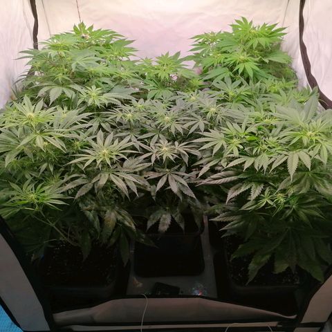Mandarine Jam growlog timeline photo