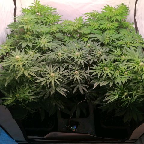 Mandarine Jam growlog timeline photo
