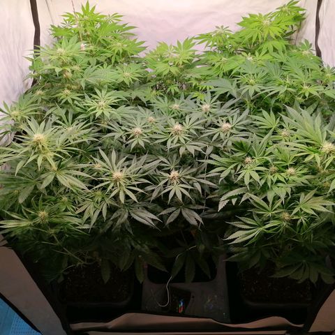 Mandarine Jam growlog timeline photo