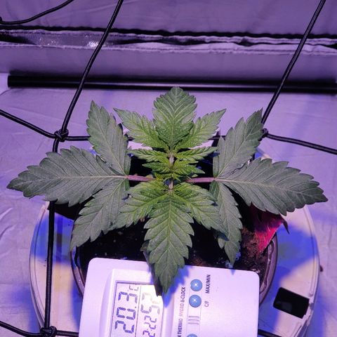 Amnesia Haze growlog timeline photo