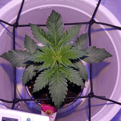 Amnesia Haze growlog photo: 10cm altura