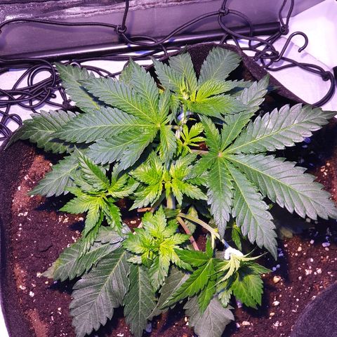 Amnesia Haze growlog timeline photo