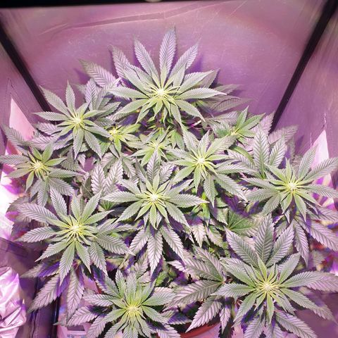 Amnesia Haze growlog photo: 2a semana flora