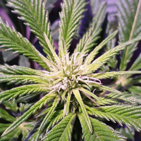 Amnesia Haze growlog photo: 2a semana flora