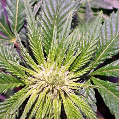 Amnesia Haze growlog photo: 2a semana flora