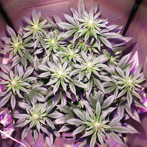 Amnesia Haze growlog photo: Comienzo desarrollo tricomas