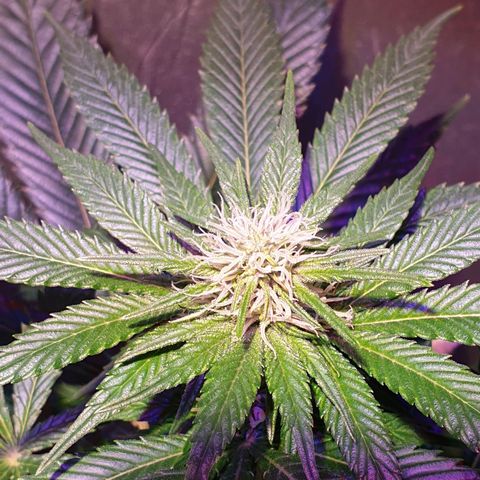 Amnesia Haze growlog photo: Comienzo desarrollo tricomas