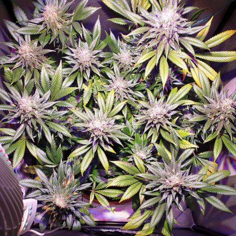 Amnesia Haze growlog photo: 9a semana flora
