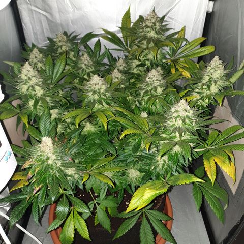 Amnesia Haze growlog photo: 9a semana flora