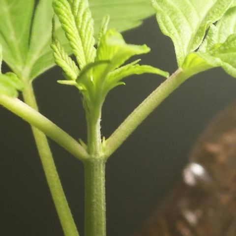 Janesss growlog photo: First little smell