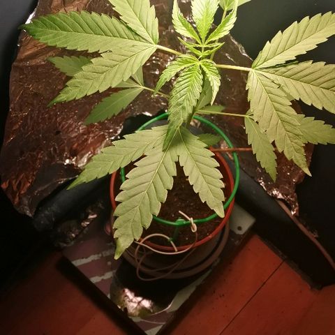 Janesss growlog timeline photo