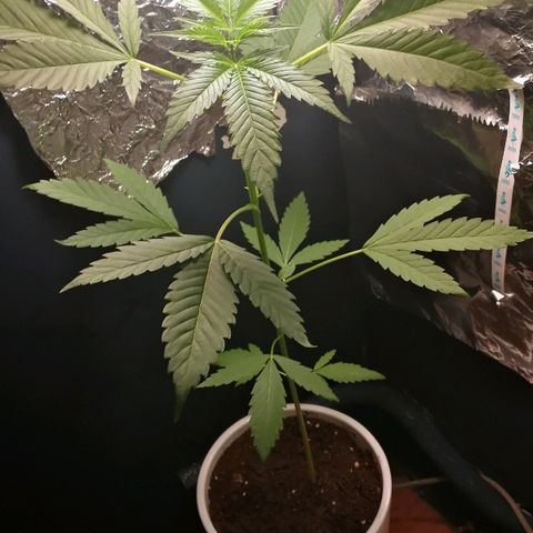 Janesss growlog timeline photo