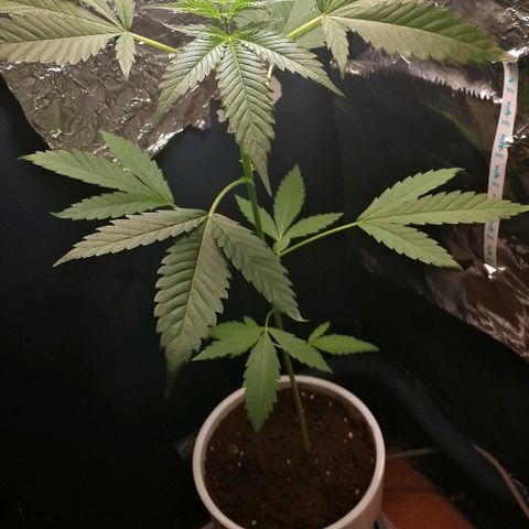 Janesss growlog timeline photo