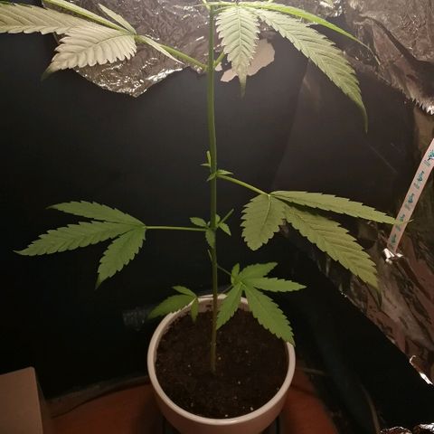 Janesss growlog photo: Trimming