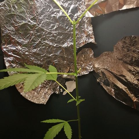 Janesss growlog photo: Topping and clone the top
