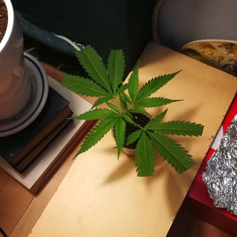 Janesss growlog photo: Topping and clone the top