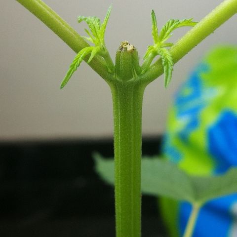 Janesss growlog photo: Sexing probably female