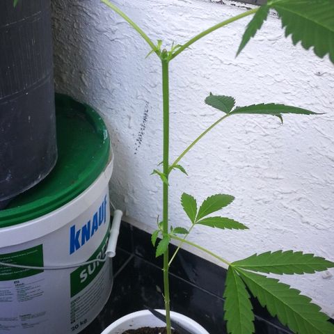 Janesss growlog photo: Sexing probably female