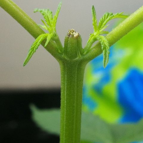 Janesss growlog photo: Sexing probably female