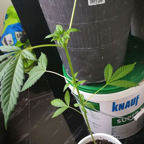 Janesss growlog photo: Growing fast after topping 