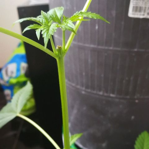 Janesss growlog photo: Growing fast after topping 