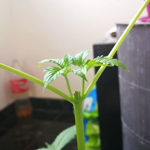 Janesss growlog photo: Growing fast after topping 