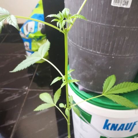Janesss growlog photo: Growing fast after topping 