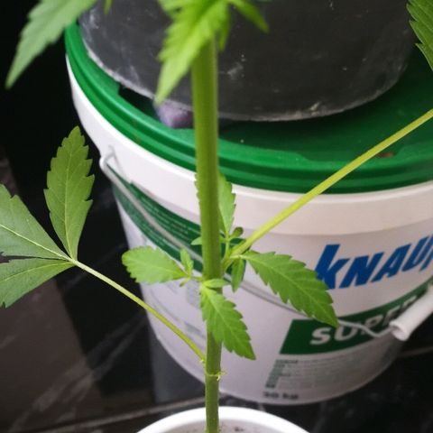 Janesss growlog photo: Growing fast after topping 