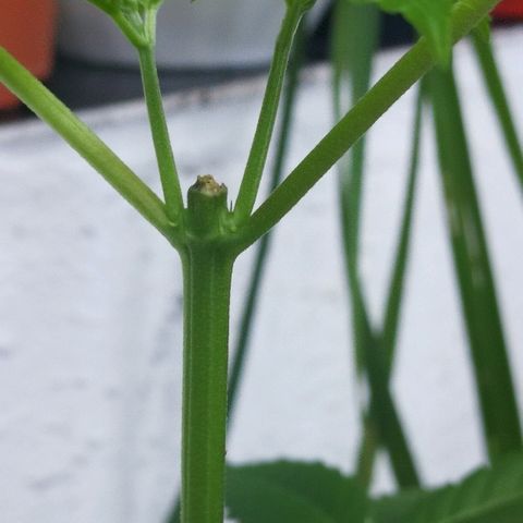 Janesss growlog photo: Probably female