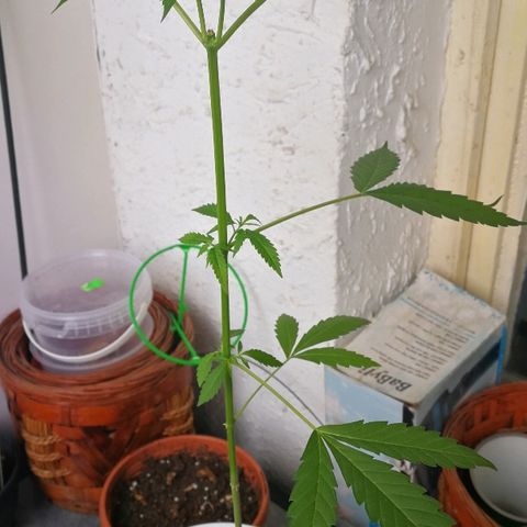 Janesss growlog timeline photo