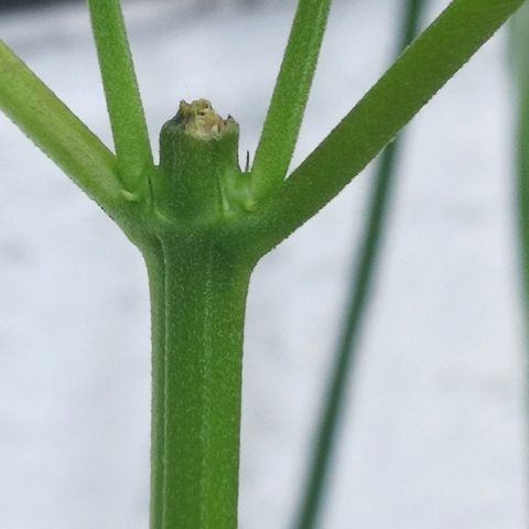 Janesss growlog timeline photo