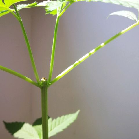 Janesss growlog timeline photo