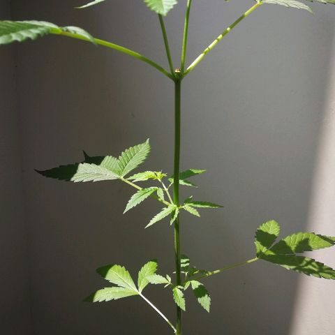 Janesss growlog timeline photo