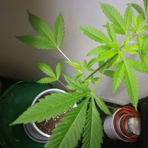 Janesss growlog timeline photo