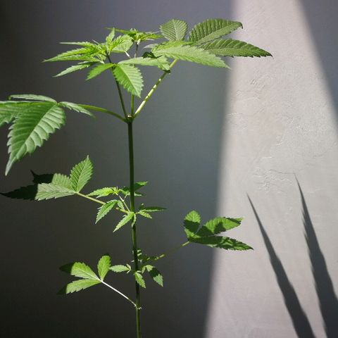 Janesss growlog timeline photo