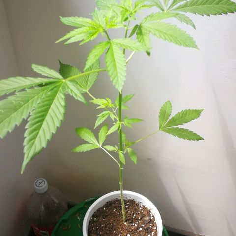 Janesss growlog timeline photo