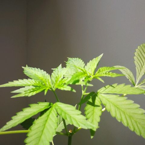 Janesss growlog timeline photo