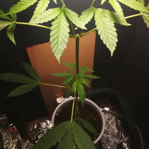 Janesss growlog photo: Becoming bushier