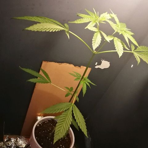 Janesss growlog photo: Becoming bushier