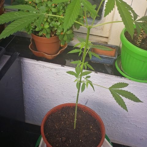 Janesss growlog timeline photo