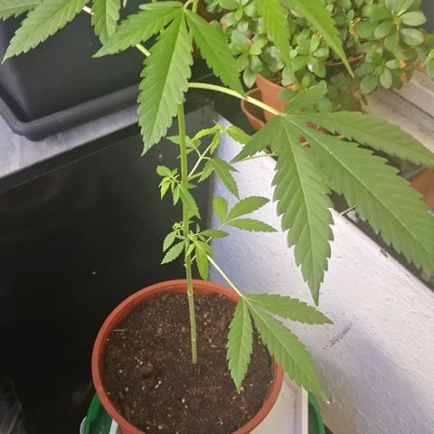 Janesss growlog timeline photo